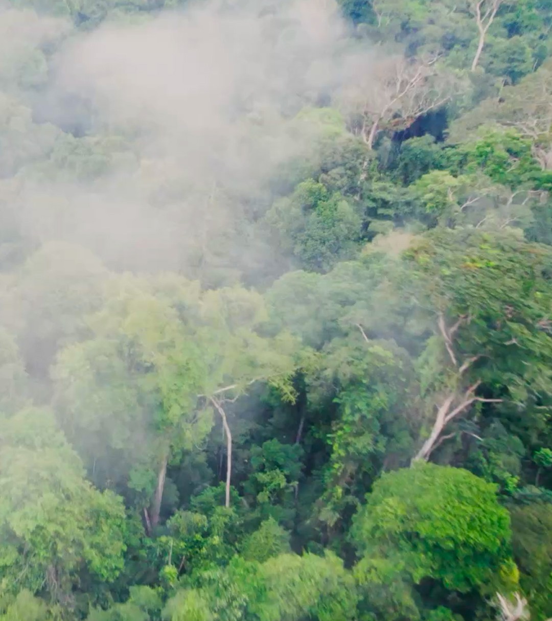 {generated} Lush green rainforest canopy seen from above with drifting mist, evoking natural landscapes linked to sustainability themes