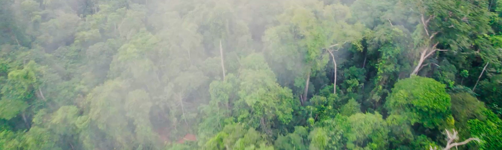 {generated} Lush green rainforest canopy seen from above with drifting mist, evoking natural landscapes linked to sustainability themes