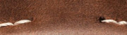 Calfskin leather
